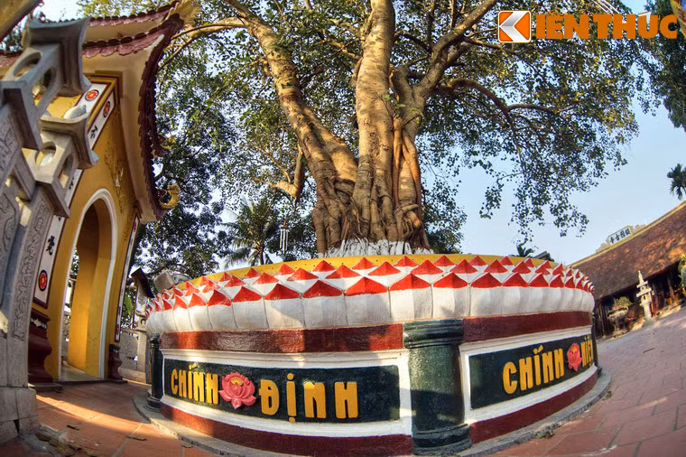 Ngày nay, cây bồ đề do Tổng thống Ấn Độ Rajendra Prasad tặng khi đến thăm chùa năm 1959 vẫn vươn lên xanh tốt như một biểu tượng về tình hữu nghị giữa Việt Nam và Ấn Độ - đất nước cội nguồn của Phật giáo.