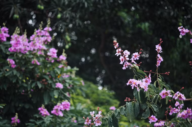 Màu tím dịu dàng của loài hoa này tượng trưng cho mối tình đầu ngây thơ dưới mái trường thương mến.