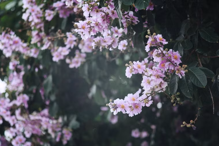 Đó cũng là màu sắc của nỗi buồn man mác trong cuộc chia tay của những người bạn gắn bó với suốt năm tháng nhà trường.