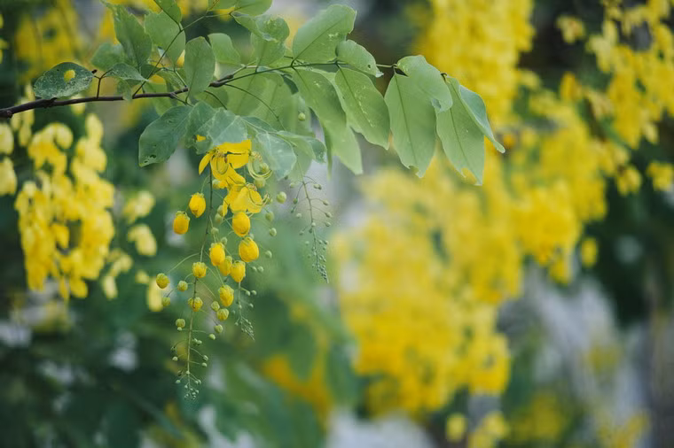 Hiện nay, muồng hoàng yến được trồng ngày càng nhiều trên các đường phố của Thủ đô Hà Nội.