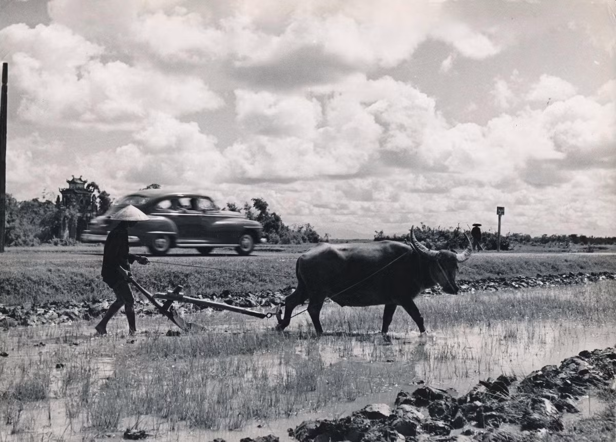 Ruộng lúa ven quốc lộ ở Bắc Kỳ.