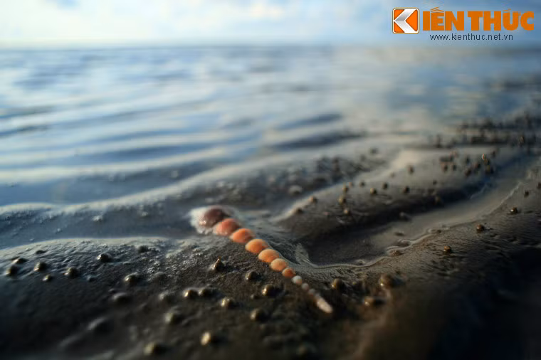 Sau ngày miền Nam được giải phóng, bãi biển Ba Động dần dần hồi sinh và trở thành một điểm du lịch hấp dẫn.