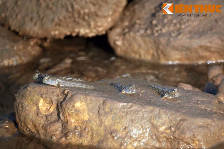 Hệ sinh thái phong phú với những nét đặc trưng Nam Bộ cũng là yếu tố kích thích những người ưa khám phá.