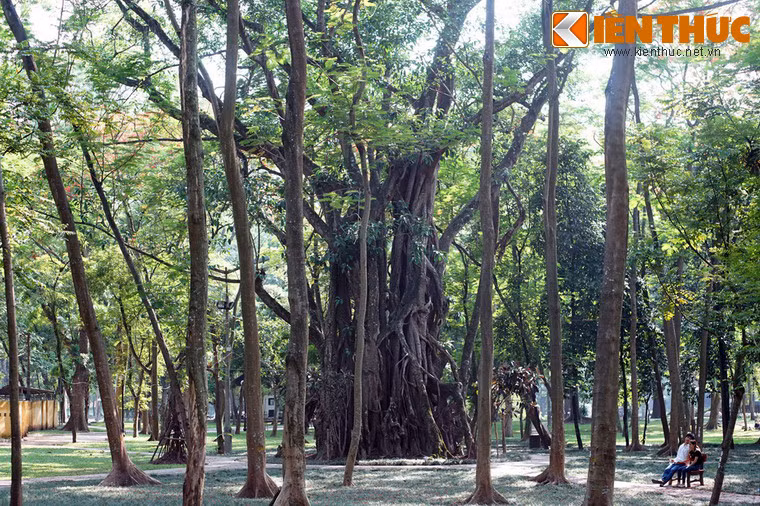 Soi cay co thu khong lo bi an giua trung tam Ha Noi