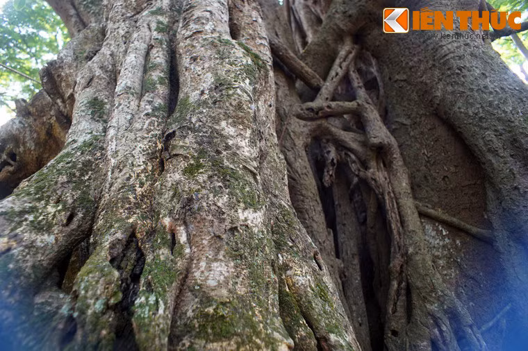 Các cảm xạ viên thường tập trung quanh gốc đa, luyện tập hấp thu năng lượng từ đất và cây với mục đích dưỡng sinh chữa bệnh.