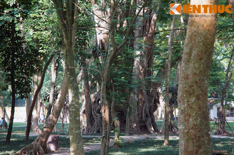 Nằm ở góc phía Đông của công viên, cây cổ thụ khủng này gây ấn tượng mạnh khi mới nhìn từ xa vì dáng vẻ đồ sộ và cổ quái.