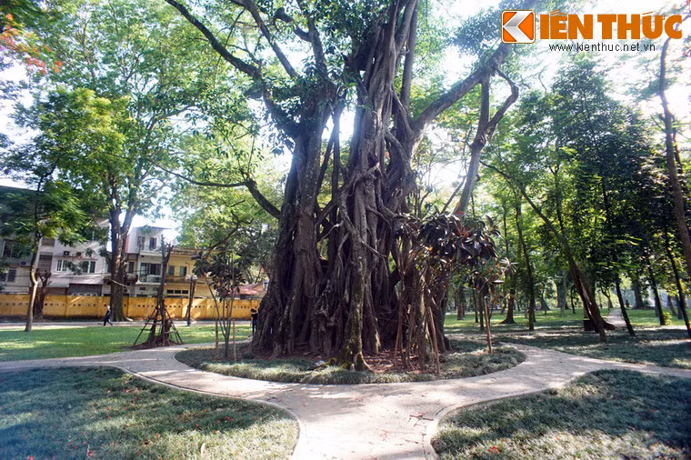Có thể nói, đây là một cây cổ thụ có một không hai của Hà Nội.