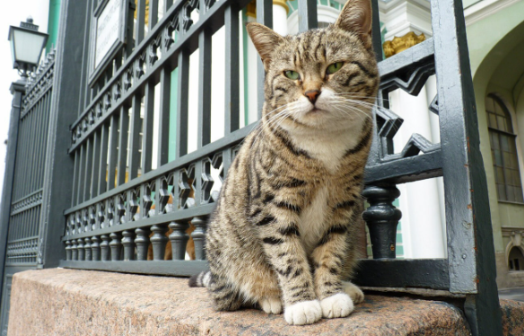 Những chú mèo "làm việc" trong Bảo tàng Hermitage ở Saint Petersburg, Nga. Chúng có nhiệm vụ bảo vệ bảo tàng khỏi loài gặm nhấm.
