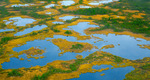 Đầm lầy lớn nhất thế giới là đầm lầy Vasyugan. Diện tích của nó khoảng 53 km vuông và nằm trên lãnh thổ của các vùng - Tomsk, Tyumen, Omsk, Novosibirsk và Yugra. Đây cũng là nơi sinh sống của nhiều loài động vật.