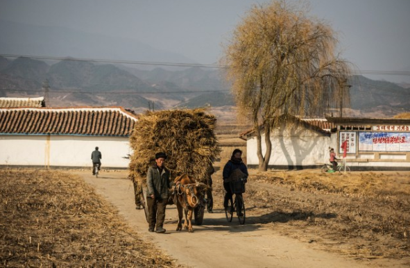 Nhiều người dân Triều Tiên vẫn dựa vào phương pháp canh tác truyền thống.