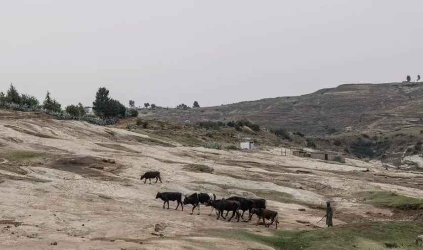 Một người chăn gia súc đang chăn thả gia súc của mình ở khu hang động Kome.