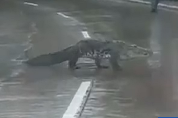 Hơn 200 con cá sấu tràn ra đường phố Mexico sau mưa lớn Hon 200 con ca sau tran ra duong pho Mexico sau mua lon