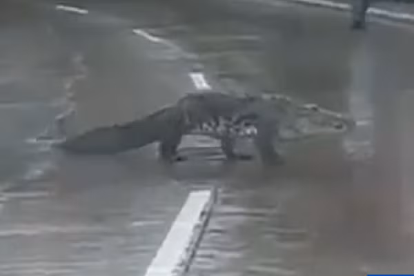 Hon 200 con ca sau tran ra duong pho Mexico sau mua lon