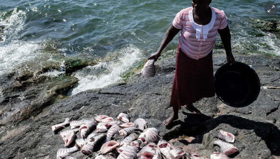 Một người phụ nữ làm sạch cá trên đảo. Vào đầu những năm 2000, hòn đảo này hầu như không có người ở.