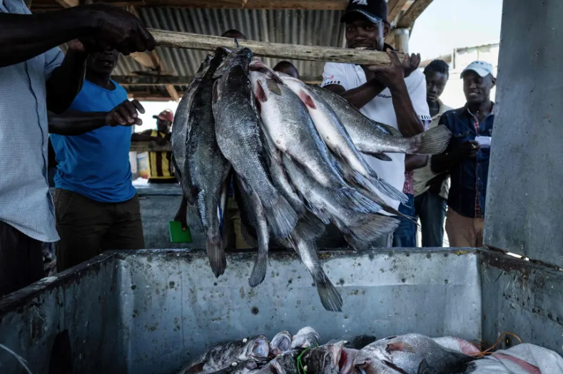 Ngư dân cho sản phẩm đánh bắt của họ vào các thùng chứa.