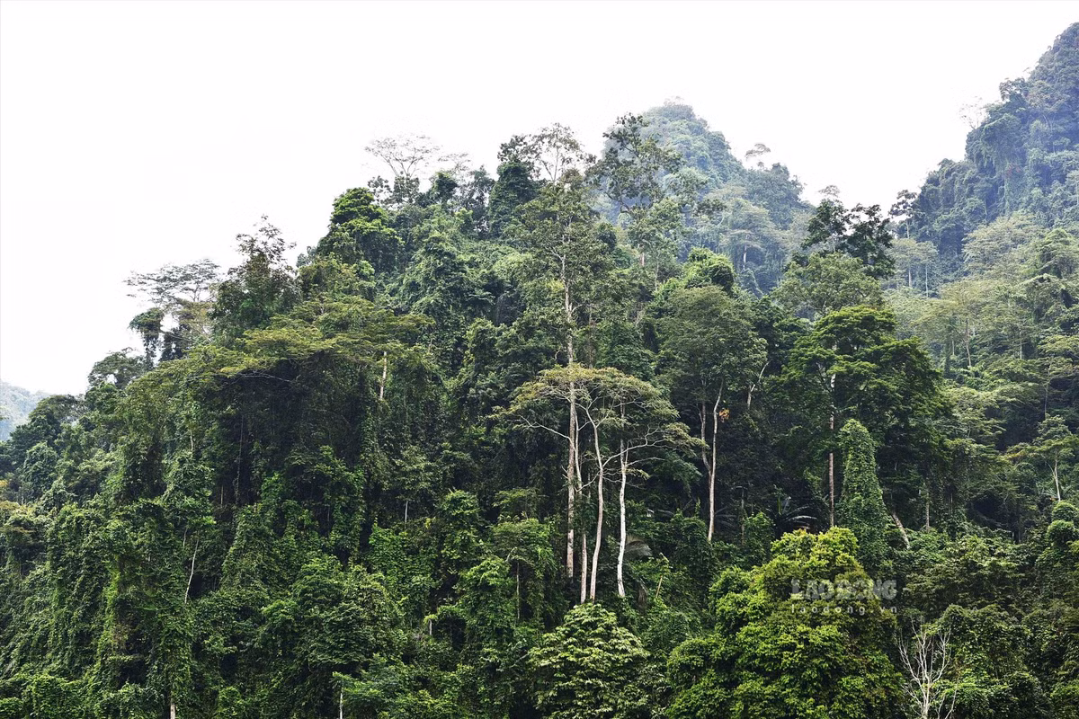 Suốt 300 ngày, hàng chục chuyến công tác, bới từng bụi cây, lật từng phiến đá..., nhưng Công an tỉnh Hà Tĩnh vẫn không thể lần ra được bất cứ manh mối nào của Sơn. Nhiều nguồn tin báo về, Sơn vẫn lẩn trốn giữa các tán rừng ở khu vực biên giới. Gã thề sẽ không để bị bắt và tuyên bố có "hàng nóng" sẵn sàng đổi mạng. (Ảnh minh họa, nguồn internet) 