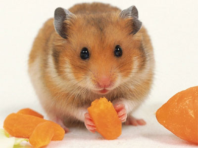 Bột giặt. Bột giặt không chỉ giúp làm sạch quần áo, chúng còn là chất giúp bạn đuổi chuột ra khỏi nhà.Bạn chỉ cần trộn xà phòng bột với tần tiêu (hay còn gọi là bột hoa tiêu), thêm một chút cơm nguội, sau đó đặt ở nơi chuột thường xuyên qua lại. Chuột mà ngửi thấy mùi này sẽ sợ và bỏ đi ngay.