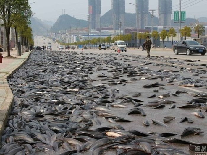 Mưa cá. Trong lịch sử, đã có rất nhiều trận mưa cá được ghi nhận ở nhiều nơi trên thế giới, như tại bang Texas (Mỹ), Sunderland (Vương quốc Anh) và hoặc ở đảo quốc Singapore... Các nhà khoa học cho rằng mưa cá xảy ra là do tác động của những cột vòi rồng ở các khu nước nông cuốn theo các sinh vật như cá, lươn, ếch sống trong đó. Ảnh: Kolkatatimes.