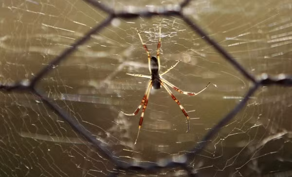 Mưa nhện. Vào năm 2015, một trận mưa nhện với hàng triệu con đã rơi xuống nước Úc khiến người dân không khỏi bàng hoàng. Vào tháng 4/2017, một trận mưa nhện cũng đã xảy ra ở tỉnh Saita (Argentina) gây kinh hãi.