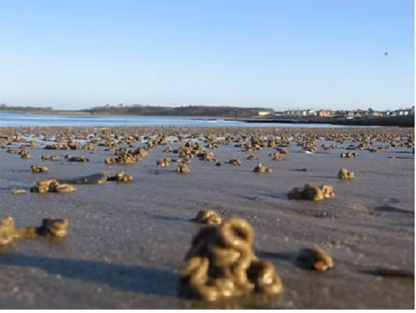 Mưa giun. Tại bang Louisana, Mỹ đã xuất hiện trận mưa giun chưa từng thấy với hàng ngàn con giun bò lổm ngổm trên đường, và rơi xuống người đi đường. Hiện nay, người ta vẫn chưa xác định rõ nguyên nhân của trận mưa giun này.