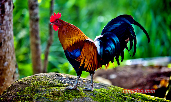 Do đó, năm nay người tuổi Dậu có thể muốn làm là làm được, có thể dựa vào sức lực của bản thân để thực hiện những ước mơ ấp ủ lâu nay. 