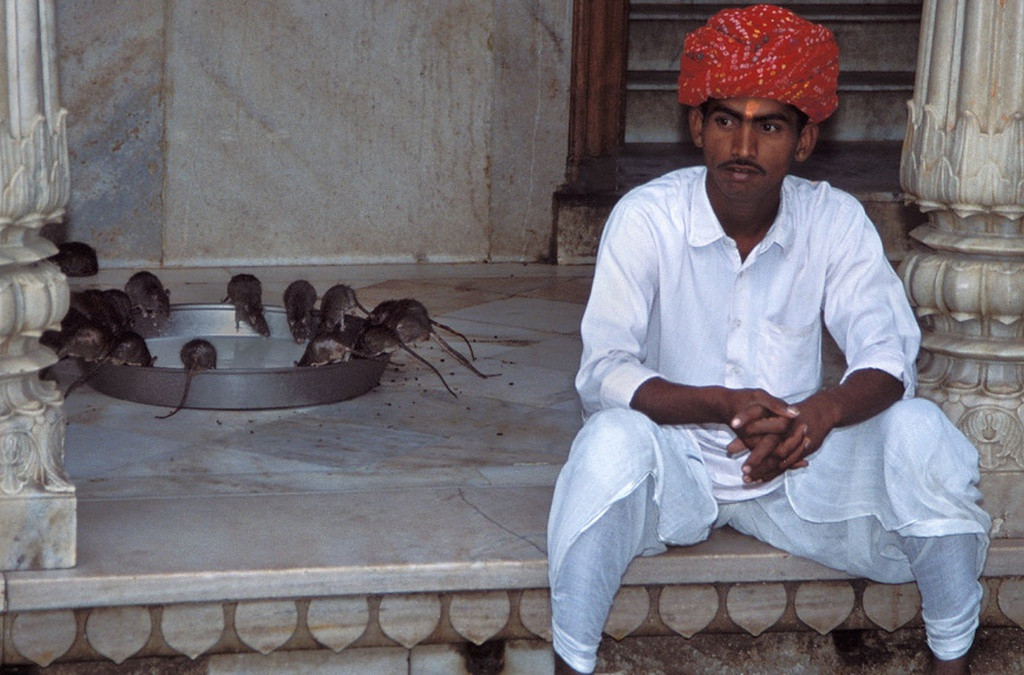 Đền Karni Mata, Ấn Độ: Điểm đến kỳ lạ tiếp theo là nơi sinh sống của hơn 20.000 con chuột - loài vật linh thiêng. Những con chuột được gọi là "kabbas" và được người dân địa phương tôn thờ. Nếu muốn bước vào ngôi đền, bạn phải cởi giày. Đặc biệt, nếu bạn có cơ hội ăn thứ gì đó được nhấm nháp bởi một con chuột ở đây, điều đó được coi là đặc biệt may mắn.