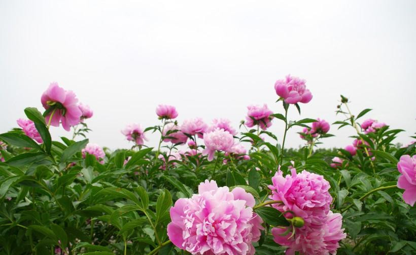 Không chỉ gặp may trong công việc kinh doanh, những người làm ngành nghề khác cũng có cơ hội tăng lương, tăng chức vị, gia đạo hạnh phúc, viên mãn. *Thông tin trong bài chỉ mang tính tham khảo, chiêm nghiệm.