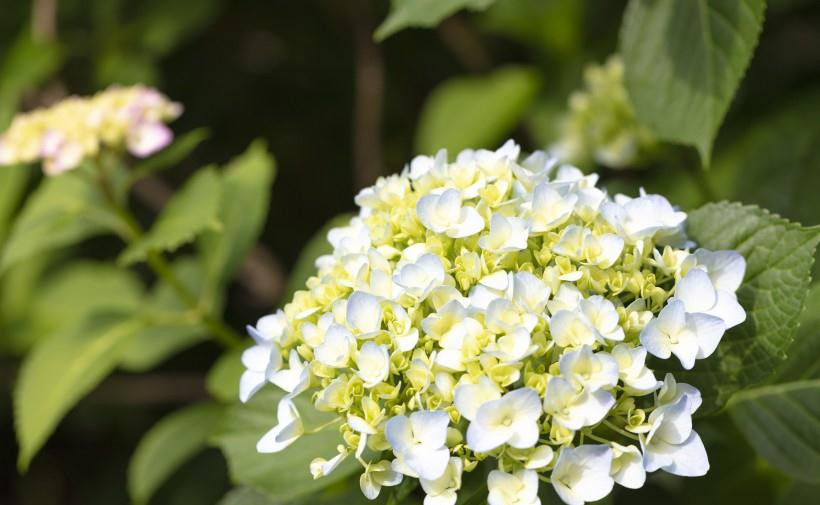 Trong những năm tới, họ cầu được quẻ Thượng, nếu biết nắm bắt đúng thời cơ, có cơ hội đổi đời trở thành đại gia, tương lai vô cùng xán lạn.