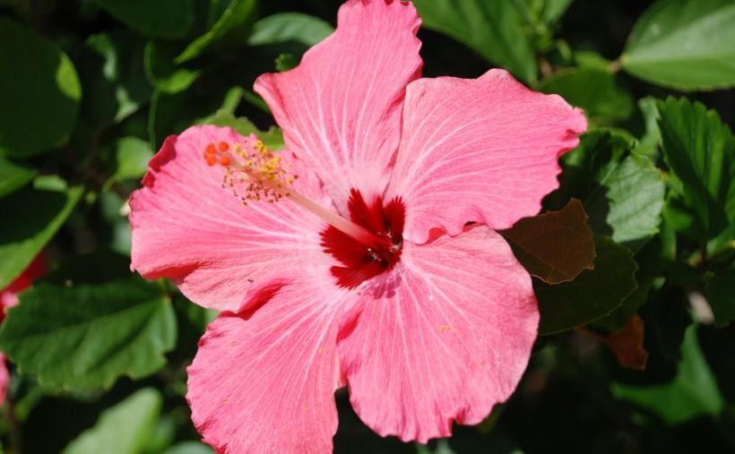 2. Tuổi Thân: Người tuổi Thân thời gian qua không thực sự may mắn khiến nhiều người trong số họ gặp một số rắc rối, những điều không như ý. 