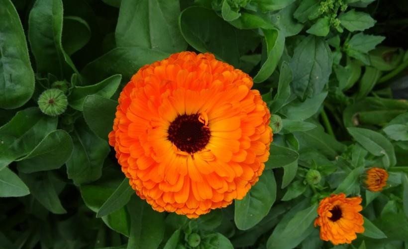 3. Tuổi Thìn: Trong số 12 con giáp, con giáp Thìn thành thực, trọng chữ tín, bề ngoài đơn giản nhưng có ý chí phấn đấu vô cùng mãnh liệt, luôn quyết tâm để đạt được mục tiêu của mình.