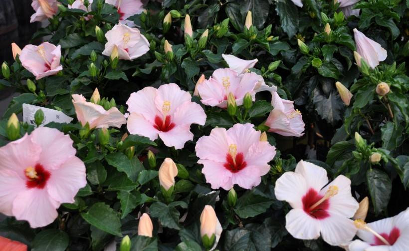 1. Tuổi Dậu: Con giáp Dậu đường đường chính chính, từ bé đã là chăm chỉ phấn đấu không ngừng. Họ cũng cần mẫn, cố gắng từng phút từng giây.