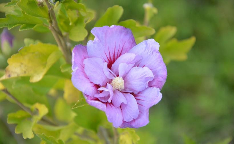 Tuy nhiên, theo tử vi 12 con giáp, từ tháng 7 năm nay cho đến những năm tới, con giáp Thân gặp được quẻ cát nên mọi việc trở nên thuận buồm xuôi gió hơn, đại vận đi vào thế tốt đẹp hơn. 