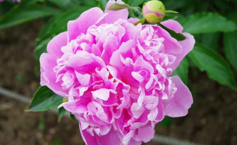 Ngoài ra, họ cũng gặp vận may ở cung phúc đức, hỷ thần. Những người chưa có gia đình trong đại vận 10 năm tới sẽ gặp một nửa của mình, cùng nhau xây dựng hạnh phúc đến đầu bạc răng long.