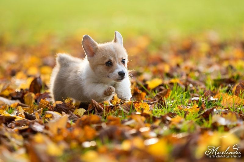 3. Tuổi Tuất: Người tuổi Tuất tháng tới khá may mắn, chỉ cần cố gắng thêm một chút thì điều thu lại sẽ được lớn hơn rất nhiều công sức bỏ ra, khiến mọi người ngưỡng mộ.