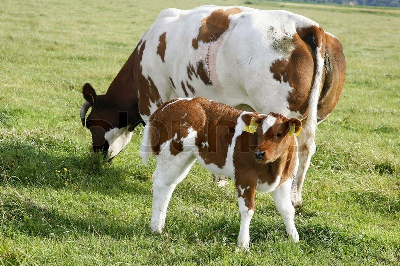 2. Tuổi Sửu: Trong số 12 con giáp, con giáp Sửu chăm chỉ cần mẫn, không lười nhác, có bản lĩnh hơn người nên từng bước từng bước tích lũy tiền tài cho tương lai lâu dài về sau.