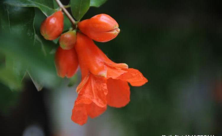 Đến giữa tháng 7, người tuổi Dần có sao tốt là Văn Xương và Phúc Tài chiếu mệnh, cơ hội mong chờ bấy lâu nay đã đến, “chân giẫm trúng tiền”, tài lộc đến không ngớt, gia đạo yên vui. 