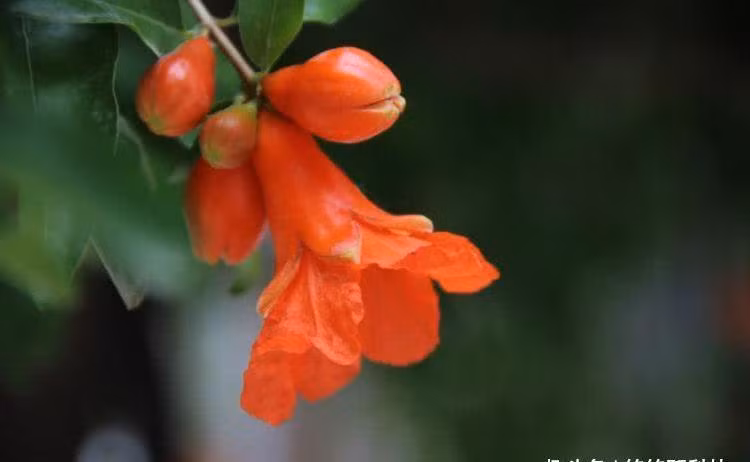 Đến giữa tháng 7, người tuổi Dần có sao tốt là Văn Xương và Phúc Tài chiếu mệnh, cơ hội mong chờ bấy lâu nay đã đến, “chân giẫm trúng tiền”, tài lộc đến không ngớt, gia đạo yên vui. 