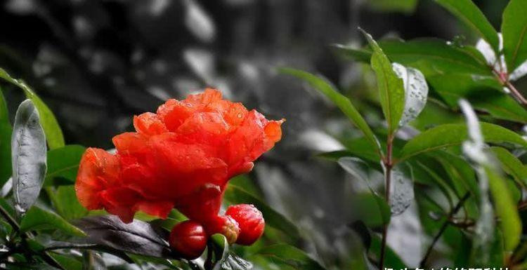 2. Tuổi Dần: Trong số 12 con giáp, tuổi Dần là người trung hậu, lương thiện, bên ngoài bôn ba với đời, trong tâm can lại là người vô vùng trân trọng tình cảm.