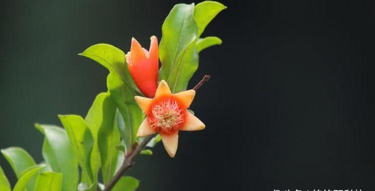 Ngoài ra, trong 3 tháng tới vì có quý nhân phù trợ nên họ có được những mối hời, tuy nhiên cũng cần lưu tâm đề phòng tiểu nhân hãm hại, lừa đảo.