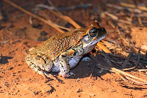 Loài cóc ở Đức và Đan Mạch tuy nhỏ bé những cũng “biết cách” khiến thiên hạ phải “nể” vì sự dũng cảm của mình. Theo ghi nhận, vào tháng 4/2005, có nhiều con cóc đã tự phát nổ bằng cách tự thổi mình căng phồng hết cỡ khi bị tấn công. Đây được ví như một đòn tự sát khi cơ chế phòng vệ thất bại, hoặc trước khi chết cũng phải dọa cho đám đông một phen khiếp vía.