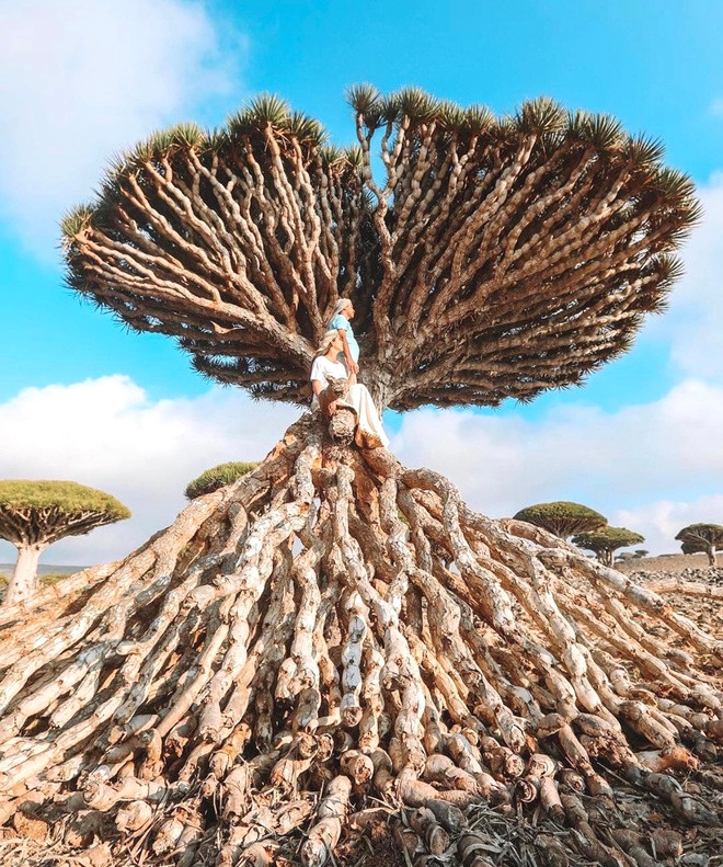 Năm 2008, hòn đảo Socotra được UNESCO công nhận là Di sản Thiên nhiên Thế giới. Nơi đây sở hữu hệ sinh thái đa dạng, vẻ đẹp độc đáo, hoang sơ và mang lại cho du khách những trải nghiệm đáng giá khi khám phá.