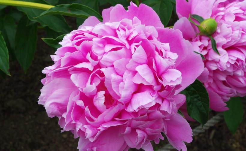 1. Tuổi Mão: Con giáp Mão sống có trước có sau, thấu tình đạt lý, kể từ cuối tháng 7 đã cát tinh Tham lang chiếu cung Phúc Đức, sang tháng 8 thời cơ càng chuyển biến rõ rệt, mở ra nhiều cơ hội sáng sủa.