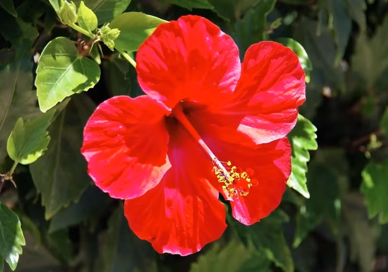 2. Tuổi Sửu: Theo dự đoán của tử vi 12 con giáp, đến đầu tháng 8 này, người tuổi Sửu sẽ được xóa tan những điều xui rủi trong tháng trước, mọi việc trở nên thuận lợi hơn, tiền nhiều họa ít, mỗi ngày đều cảm thấy vui vẻ, lạc quan.