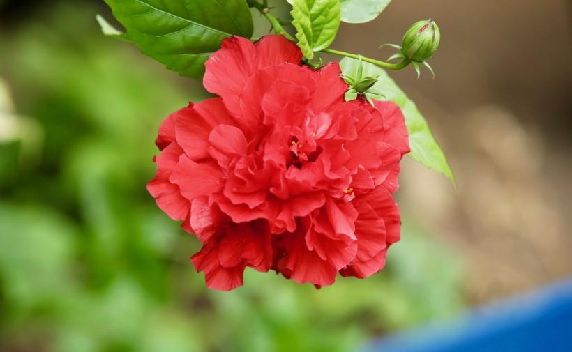 Không chỉ vậy, trong 2 tháng liên tiếp sau tháng 8, họ cũng được Thần Tài phù trợ, châu báu ngọc ngà không thiếu, người độc thân cũng có được tình yêu mỹ mãn, cuộc sống nhiều hạnh phúc, ít âu lo. 