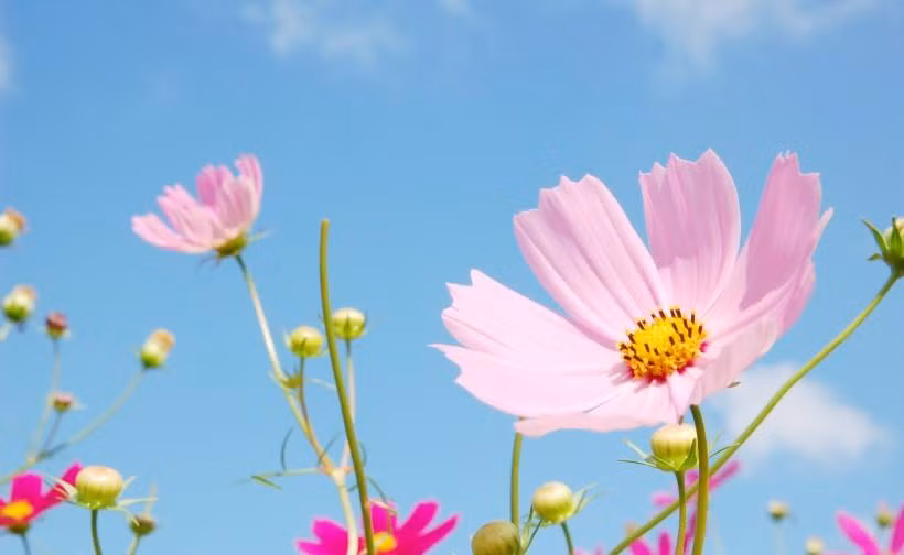 Không những vậy, trong 3 tháng sau đó, họ cũng được Tài thần, Hỷ thần giúp đỡ, biết trân trọng và cảm ơn cơ hội này thì họ sẽ có cả cuộc đời sung túc, hạnh phúc khai hoa kết trái. *Thông tin trong bài chỉ mang tính tham khảo, chiêm nghiệm. 