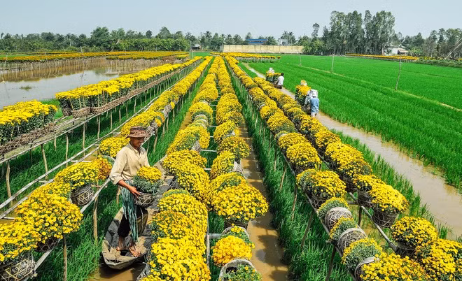 Sa Đéc hiện là thành phố trực thuộc tỉnh Đồng Tháp. Ngoài Sa Đéc, tỉnh này còn có TP Cao Lãnh (tỉnh lỵ), thị xã Hồng Ngự cùng 9 huyện: Cao Lãnh (cùng tên thành phố), Hồng Ngự (cùng tên thị xã), Tam Nông, Tân Hồng, Tháp Mười, Thanh Bình, Châu Thành, Lai Vung và Lấp Vò.