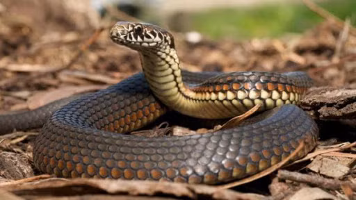 Trong giai đoạn này, con giáp Tị sẽ được trời ban cho tình yêu đích thực, có thể nắm tay nhau đi đến cuối đời. Hai bên hòa hợp nhau từ hình thức đến tính tình đến công việc làm ăn.