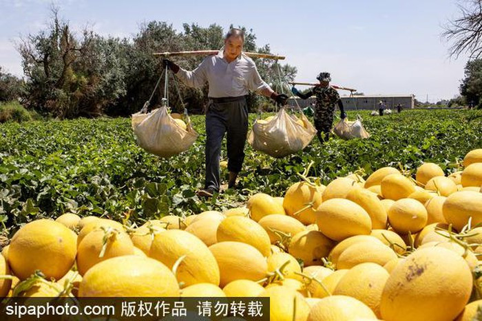 Nên ăn các loại dưa bởi đây là mùa dưa chính vụ bước vào mùa thu hoạch. Đây là phong tục rất phổ biến tồn tại đến ngày nay ở Nam Kinh, tỉnh Giang Tô và kéo dài cho tới tiết Đại thử.