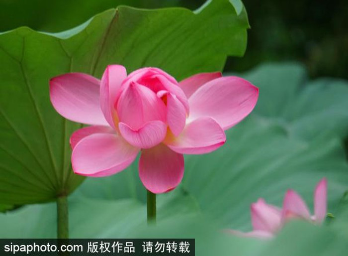 Tiết Tiểu thử, có nghĩa là đợt nóng nhẹ mùa hè trước khi bước vào tiết Đại thử nắng nóng gay gắt nhất trong năm. Mùa sen nở rộ và đẹp thường trùng với tiết Tiểu thử và kéo dài cho tới Tết Trùng Cửu (25/10).