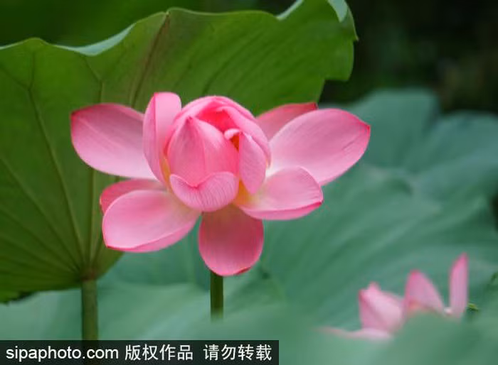 Tiết Tiểu thử, có nghĩa là đợt nóng nhẹ mùa hè trước khi bước vào tiết Đại thử nắng nóng gay gắt nhất trong năm. Mùa sen nở rộ và đẹp thường trùng với tiết Tiểu thử và kéo dài cho tới Tết Trùng Cửu (25/10).